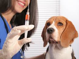 Should your pet get vaccinated?